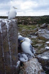 Black-legged Kittiwake
